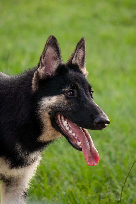 Pet 2